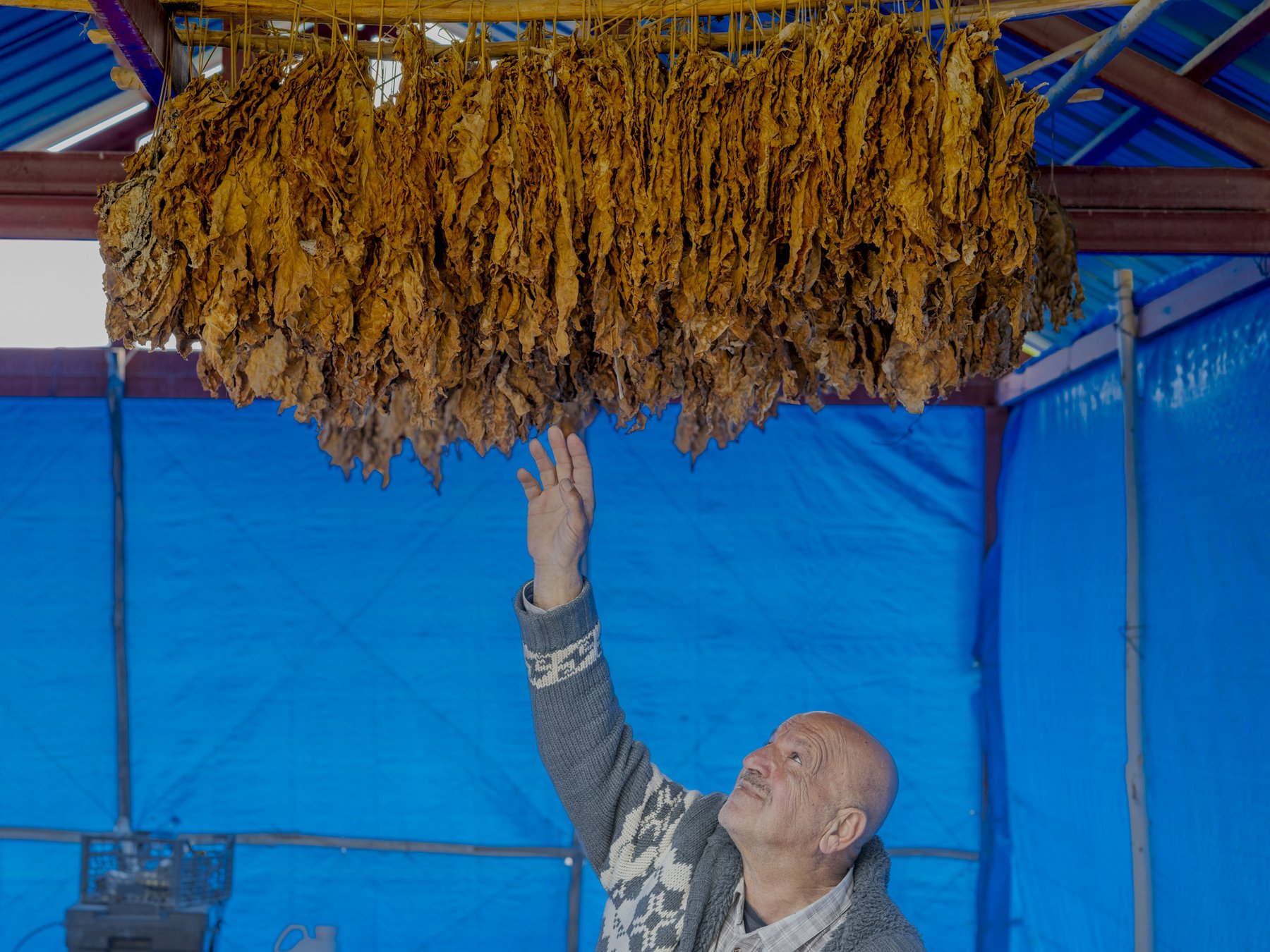 A man reaches up toward bundles of tobacco leaves drying on a rack