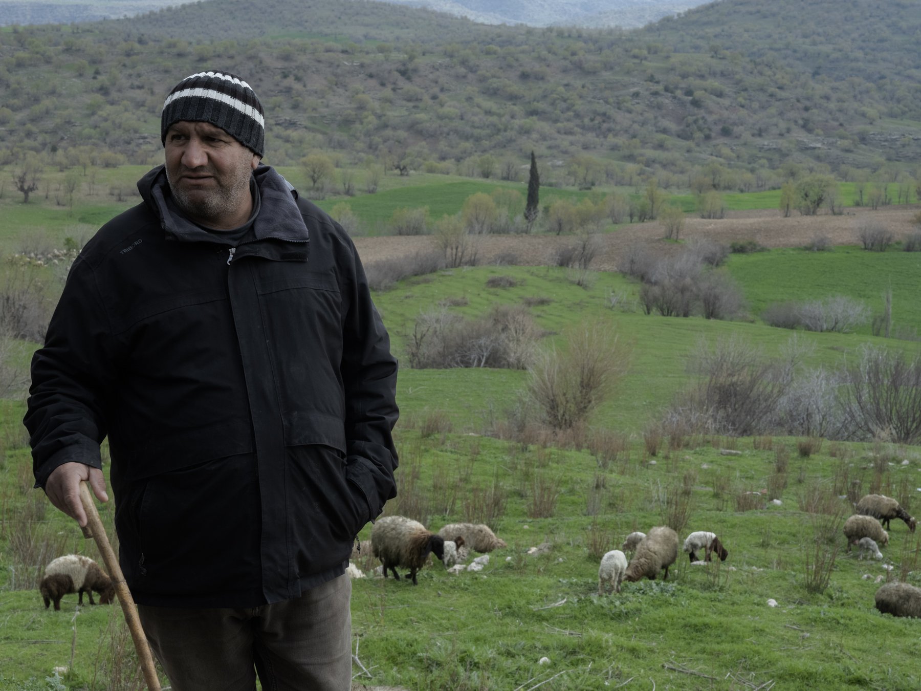 A shepherd with a wooden staff stands in a green field as sheep graze behind him