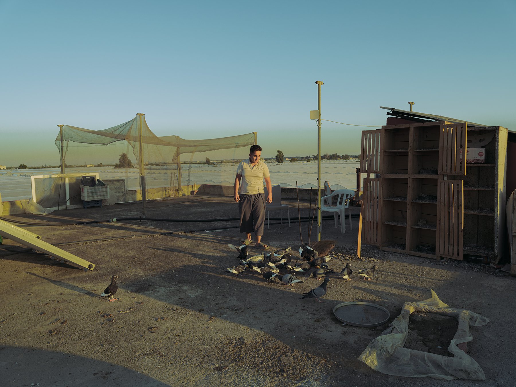 A young man feeds pigeons on a rooftop at golden hour, cages and netting around him